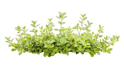Obraz premium Isolated Plant Cutout