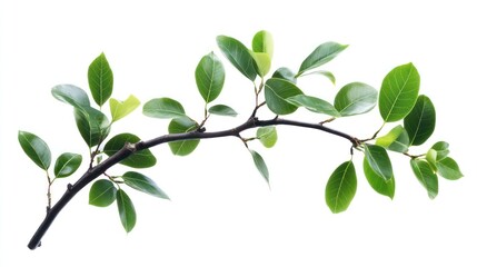 Fototapeta premium Isolated Plant Cutout