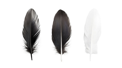 Feathers: black, white, avian plumage detail, isolated background, cut out transparent
