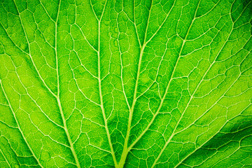 Green leafy vegetables macro,Healthy food background green lettuce leaves,Water droplets on a kale leaf,Close up green leafy cos vegetable. The leaf is fresh and vibrant, with a slightly wavy texture.