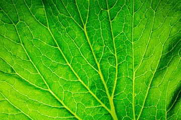 Green leafy vegetables macro,Healthy food background green lettuce leaves,Water droplets on a kale leaf,Close up green leafy cos vegetable. The leaf is fresh and vibrant, with a slightly wavy texture.