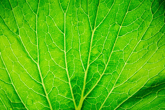 Green leafy vegetables macro,Healthy food background green lettuce leaves,Water droplets on a kale leaf,Close up green leafy cos vegetable. The leaf is fresh and vibrant, with a slightly wavy texture.