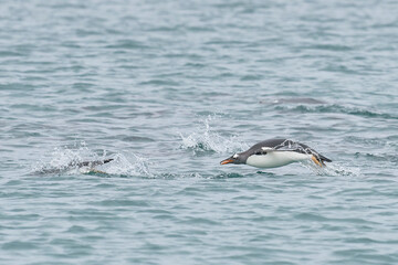 Fototapeta premium Gentoo Penguins (Pygoscelis papua) surfing in the sea off the coast of Sea Lion Island in the Falkland Islands, before coming back to land after a day spent feeding at sea.