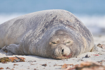Female Southern Elephant Seal (Mirounga leonina) on a sandy beach on Sealion Island in the Falkland Islands.