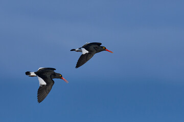 Magellanic Oystercatchers (Haematopus leucopodus) in flight over Sea Lion Island in the Falkland...