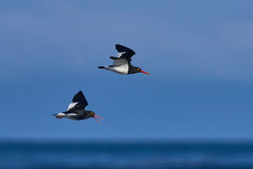 Magellanic Oystercatchers (Haematopus leucopodus) in flight over Sea Lion Island in the Falkland...