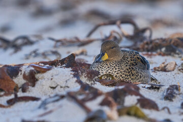 Speckled Teal (Anas flavirostris) resting on a beach on Sea Lion Island in the Falkland Islands