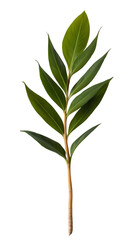 Fototapeta premium Fresh Ginger Leaf: Elegant Green Herb with Slender Appeal