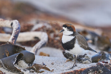 Two-banded Plover (Charadrius falklandicus) on a white sandy beach on Sea Lion Island on the...