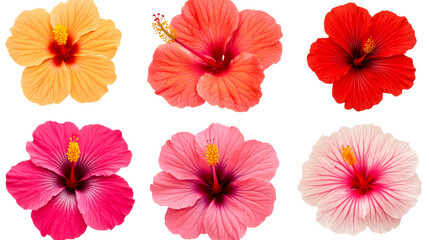 Six hibiscus flowers in various colors, on black, cut out transparent