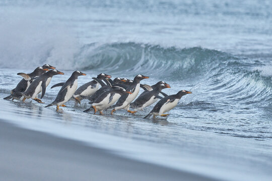 Gentoo Penguin (Pygoscelis papua) heading to sea early in the morning from a sandy beach on Sea Lion Island in the Falkland Islands.