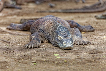 Komodo dragon sleeping in shade on Flores Island. Midday heat, cool ground. Wild nature and ecotourism concept.