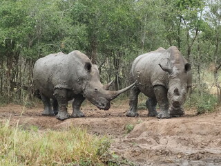 Obraz premium rhinos in Kruger National Park, South Africa travel and tourism