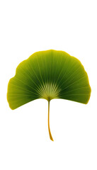 Single Ginkgo Leaf: Distinctive Herbal Elegance with Natural Fan Shape