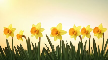 Obraz premium A row of vibrant yellow daffodils against a soft, warm background.