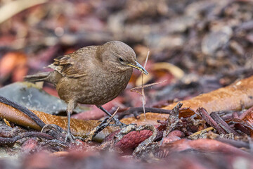 Tussacbird (Cinclodes antarcticus antarcticus) foraging on the coast of Sea Lion Island in the...