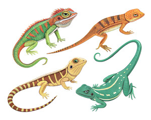 Minimal reptiles animal high quality transparent background. lizard, animal, reptile, isolated, white, wildlife.