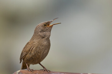 Cobb's Wren (Troglodytes cobbi) calling on the coast of Sea Lion Island in the Falkland Islands