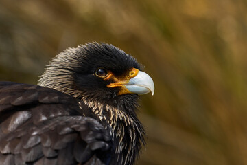 Striated Caracara (Phalcoboenus australis) on the coast of Sea Lion Island in the Falkland Islands.
