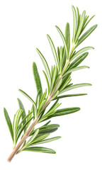 Fototapeta premium Fresh Rosemary Sprig with Vibrant Green Needles Isolated on Transparent Background