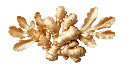 Golden ginger with decorative leaves, cut out transparent