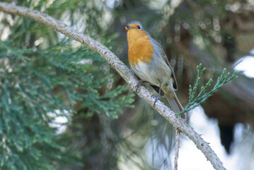 European robin (Erithacus rubecula) sitting on a tree branch in Zurich, Switzerland