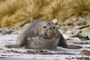 Male Southern Elephant Seal (Mirounga leonina) racing across a sandy beach to fend off a rival...
