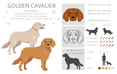 Golden Shepherd clipart. Golden retriever German Shepherd mix. Different coat colors set.  Vector illustration