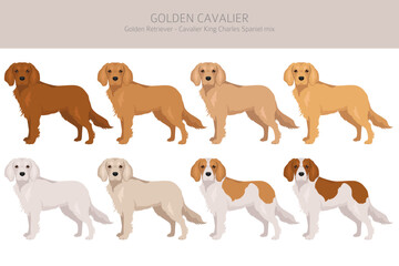 Golden Shepherd clipart. Golden retriever German Shepherd mix. Different coat colors set.  Vector illustration