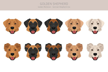 Golden Shepherd clipart. Golden retriever German Shepherd mix. Different coat colors set.  Vector illustration