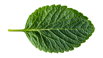 Green leaf with detailed venation isolated on black background, cut out transparent