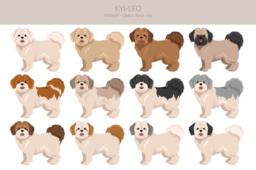 Kyi-Leo dog clipart. Maltese Lhasa Apso mix. Different coat colors set.  Vector illustration