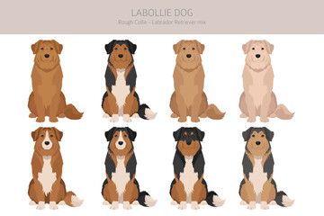 Labollie dog mix clipart. Labrador Retriever - Rough Collie mix. All possible coat colors, breed information, adults and puppies.  Vector illustration
