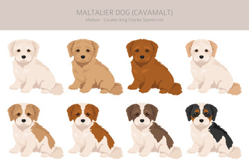 Maltalier, Cavamalt clipart. Maltese _ Cavalier king Charles Spaniel mix. Different coat colors set.  Vector illustration