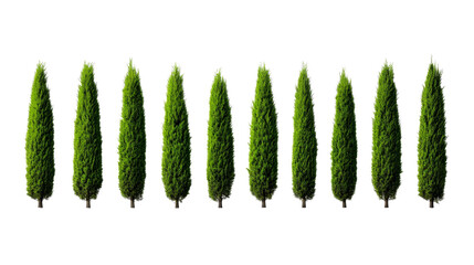 Row of Italian cypress trees isolated on black backdrop, cut out transparent