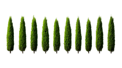 Row of Italian cypress trees isolated on black backdrop, cut out transparent