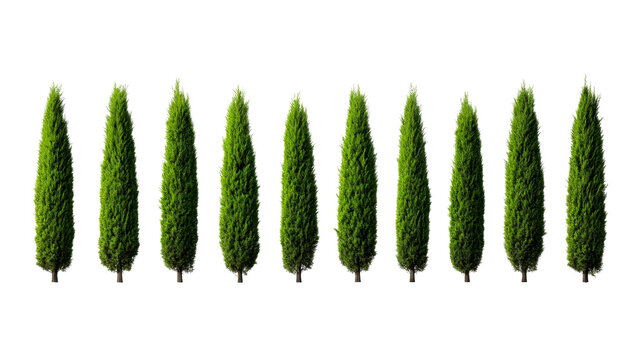 Row of Italian cypress trees isolated on black backdrop, cut out transparent