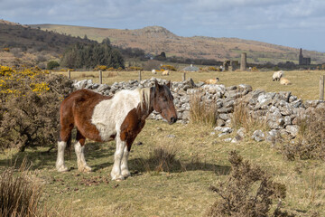 Ponies on Bodmin  Moor 