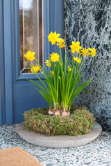 Leuchtend gelbe Osterglocken – Frühlingsblüten vor blauer Tür.