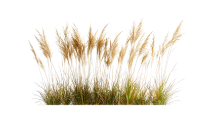 Pampas grass plume background, detailed plant, ornamental, decorative, cut out transparent
