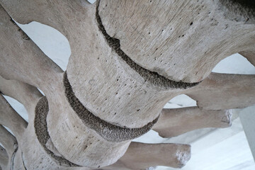 Big grey skeleton of big blue whale. Whale spine. Real whale bones. Balaenoptera