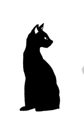 black cat on white