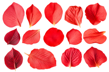 Red petals, isolated, arrangement, floral, natural, elements, cut out transparent