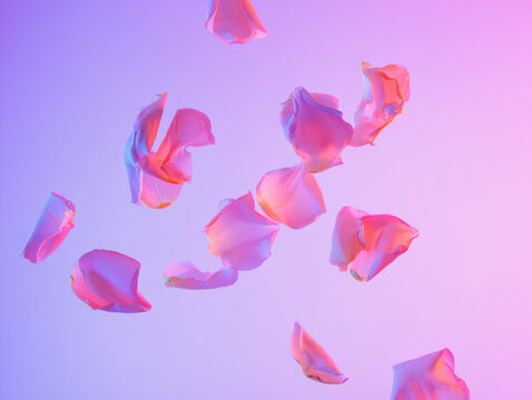 Floating Pink Rose Petals on Soft Gradient Background &ndash; Romantic Floral Concept