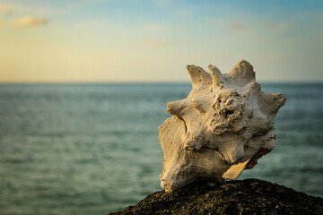 a large, textured seashell positioned on a dark, rocky surface with ocean in the background. tropical vacation scene.