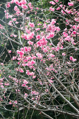 Beautiful blooming Cherry blossoms.