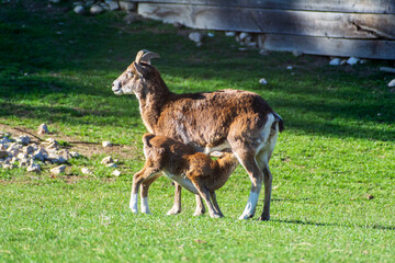 goat and baby