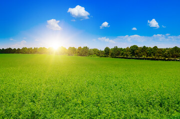 Obraz premium Field of green alfalfa and bright sunrise.