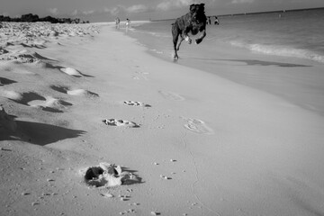 energetic dog running on a sandy beach mid-stride, its pawprints visible in the foreground. joyful doggo doing zoomies with people blurred in background.