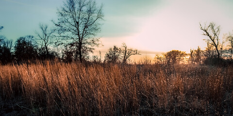 Fototapeta premium beautiful prairie grassland panorama one year after a controlled or prescribed burn. banner design element. land management and environment landscape.